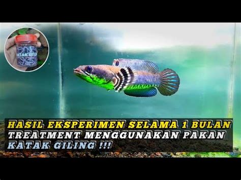 Hasil Dari Bulan Treatment Menggunakan Pakan Katak Giling Pada Ikan