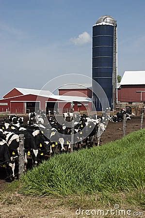 Modern Wisconsin Dairy Farm And Milk Cows Royalty Free Stock Image