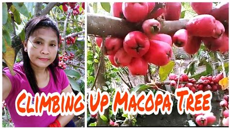 Macopa Fruit Tree | Fruit Trees