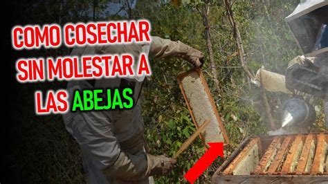 La Manera Correcta De Cosechar Miel De Abeja Apicultura YouTube