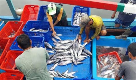 Cuaca Buruk Sebabkan Harga Ikan Laut Melambung Tinggi Termasuk Ikan Ini