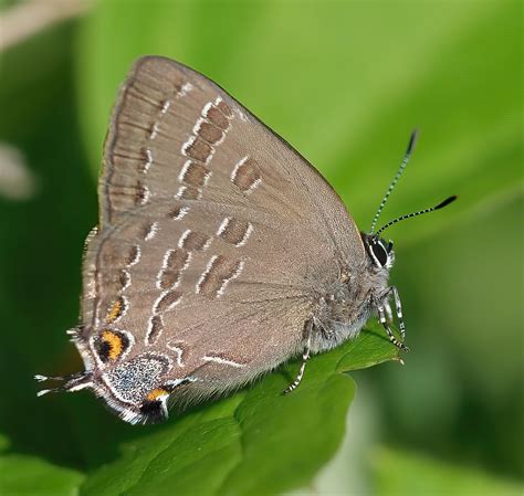 Hickory Hairstreak Butterfly Satyrium Caryaevorus Flickr