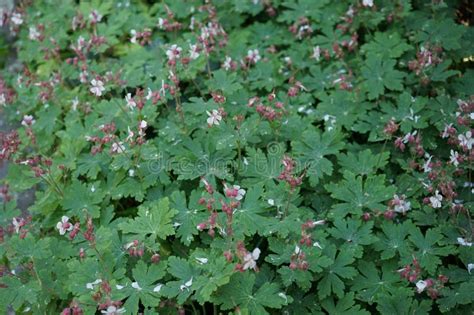 White Geranium Macrorrhizum In The Garden Berlin Germany Stock Image Image Of Welsh Germany