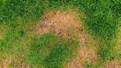 Chinch Bug Damage How Can I Repair My Lawn