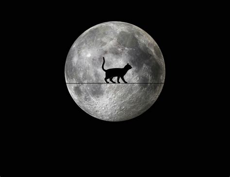 Full moon and black cat free stock photo – Artofit