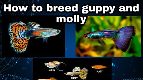 How To Breed Guppy And Molly Guppy Molly Crossbreed How To