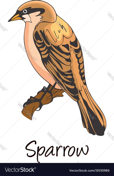 Sparrow color Royalty Free Vector Image - VectorStock