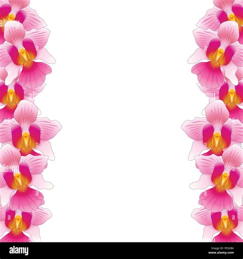 Pink Vanda Miss Joaquim Orchid Border Isolated On White Background