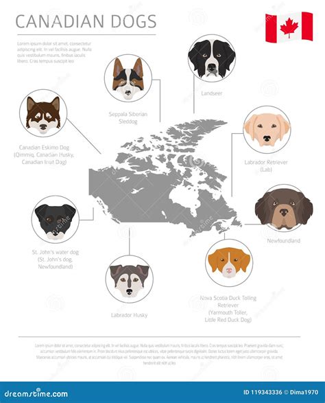 Dogs by Country of Origin. Canadian Dog Breeds Stock Vector - Illustration of newfoundland ...