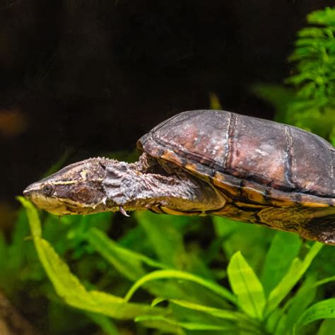 Common Musk Turtle Critter Republic Dive Center