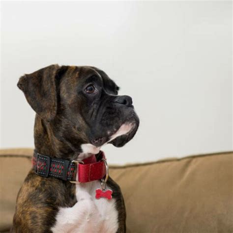 Boxer For Adoption | Adopt A Boxer | Petmeetly