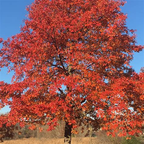 Black Gum Trees For Sale at Ty Ty Nursery