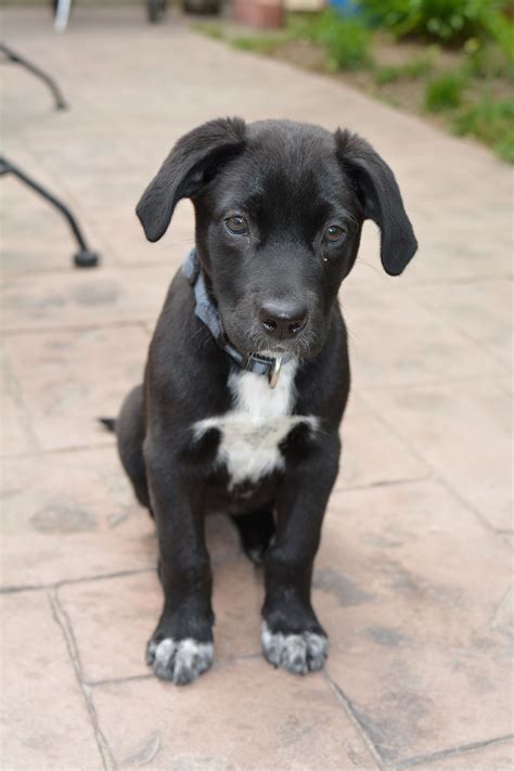 Black Lab Pitbull Mix Stuffed Animal at Sherry Hubbard blog