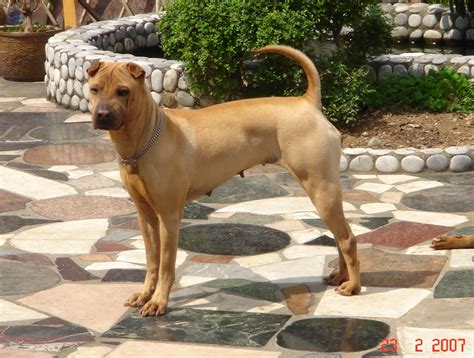 Traditional Chinese Shar Pei Dog Breed Puppies