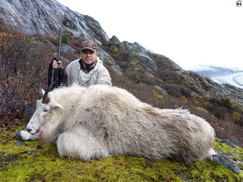 Mountain Goat - Hunting Affair