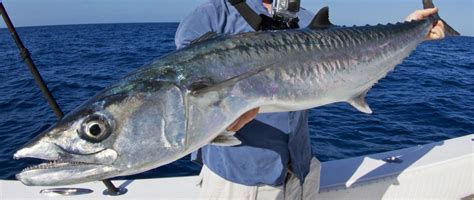 When Is Kingfish Season In Florida? | Salty Knots Fishing