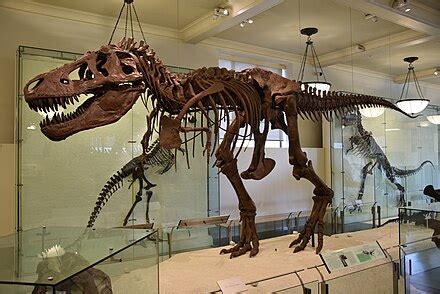 tyrannosaurus wikipedia