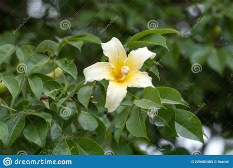 Baobab tree flower stock image. Image of tropical, white - 229482483