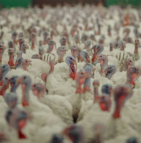 turkeys farm animals farm sanctuary