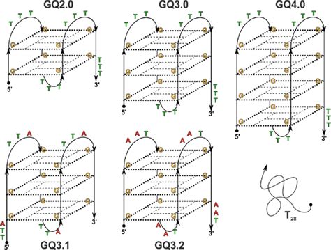 Schematic Diagrams Of G Quadruplex Structures Showing Variations In Download Scientific