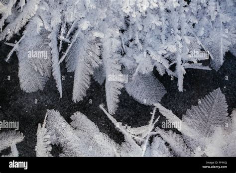 Hoar Frost Forms Feather Like Crystals On The Ice Surface Of Patricia