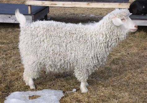 Pygora Goat Info, Size, Uses, and Pictures