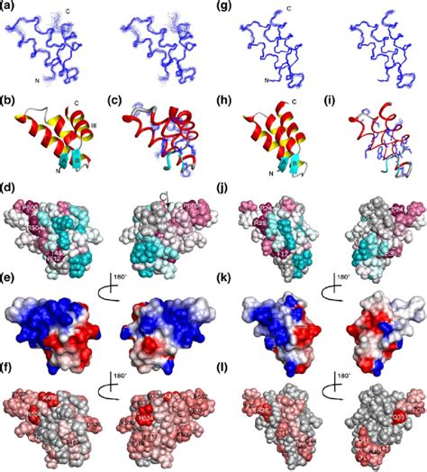 stereo view    conformers representing  solution structure