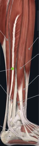 Lower Leg LATERAL COMPARTMENT DEEP POSTERIOR COMPARTMENT Flashcards