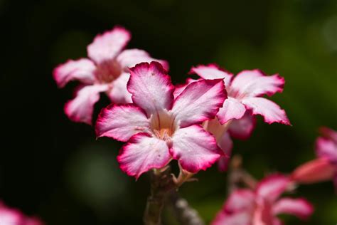 Como Cuidar Rosa Do Deserto