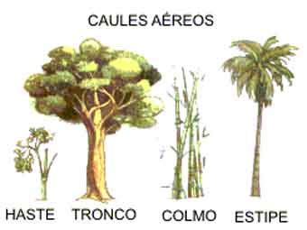 Qual é a Diferença Entre Caule e Tronco das Plantas? | Mundo Ecologia
