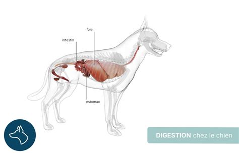 Digestion Chez Le Chien Comment Fonctionne T Elle Lore Science