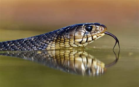 8 Examples of Viviparous Snakes (That Live Give Birth) – Fauna Facts