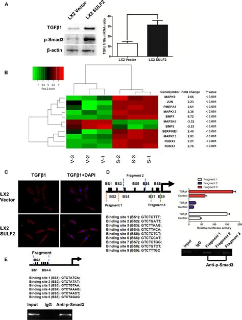 Frontiers Sulfatase 2 Induced Cancer Associated Fibroblasts Promote