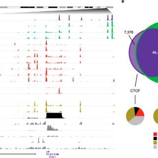 A Genome Wide Occupancy Of Cohesin CTCF Tissue Specific And