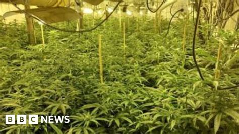 Two Arrested After Cannabis Farm Found In Kempsey