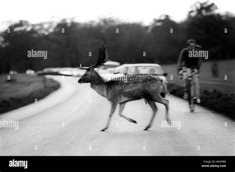 Deer Richmond Park London England Stock Photo - Alamy