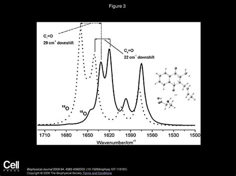 Time Resolved Ftir Difference Spectroscopy In Combination With Specific