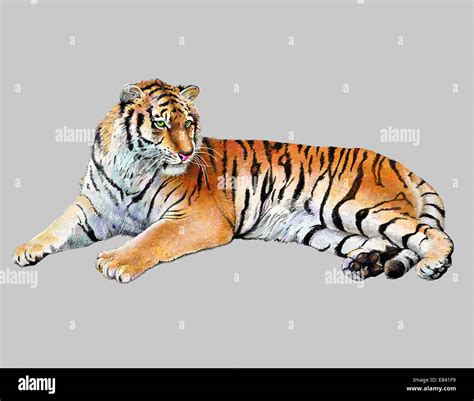 Drawing Realistic Illustration Of Tiger Stock Photo Alamy