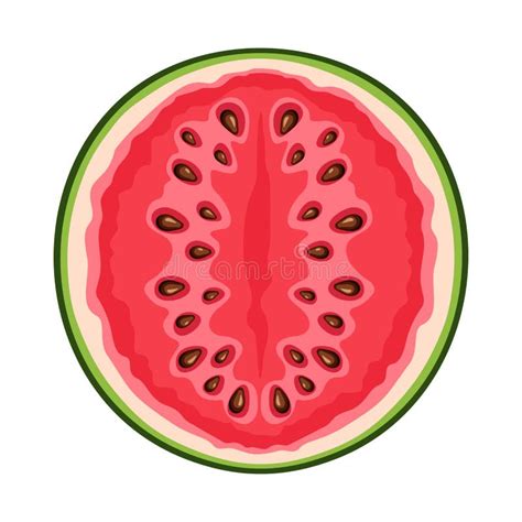 Watermelon Half. Vector Illustration. Stock Vector - Illustration of ...