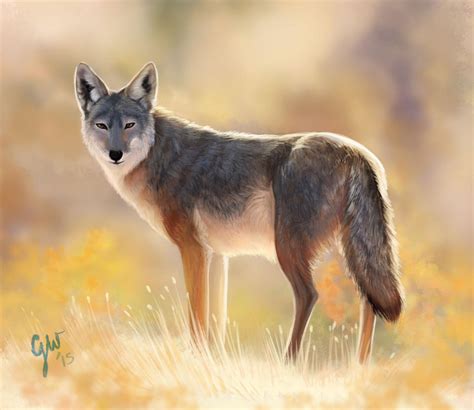 Desert Coyote by vixentheangryfox on DeviantArt