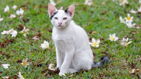 Gato Sentado En El Campo Foto Premium