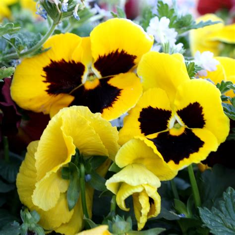 Albums 103 Pictures Images Of Pansy Flower Sharp