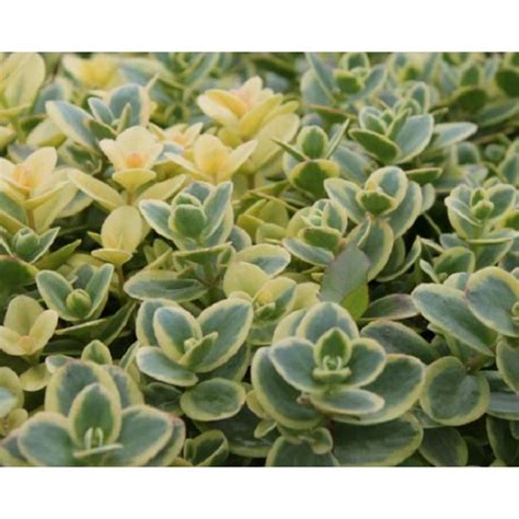 Sedum Sunsparkler Lime Twister