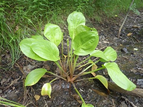 Photos and Characteristics of Alisma subcordatum ~ Alisma plantago ...