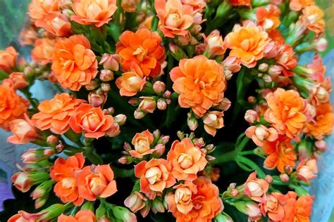 How To Force Flaming Katy Kalanchoe To Flower Gardeners Path