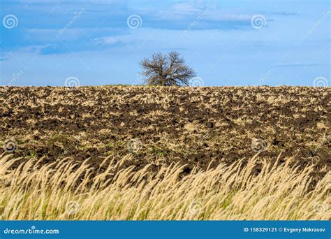 An Isolated Dry Tree In The Middle Of A Cultivated Field In The