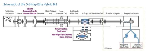 Hybrid Ion Trap Orbitrap Mass Spectrometry - Creative Proteomics