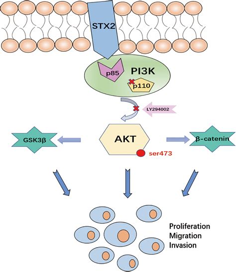 Frontiers Stx Promotes Trophoblast Growth Migration And Invasion