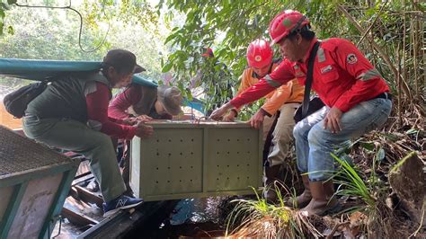 Tiga Ekor Satwa Langka Dan Ekor Monyet Ekor Panjang Bersama Kembali