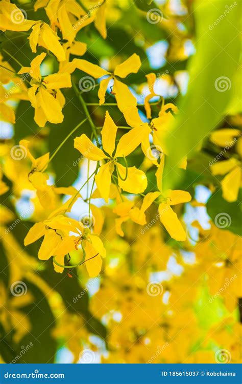 Golden Shower Flowers On Tree Stock Image Image Of Outdoors Nature